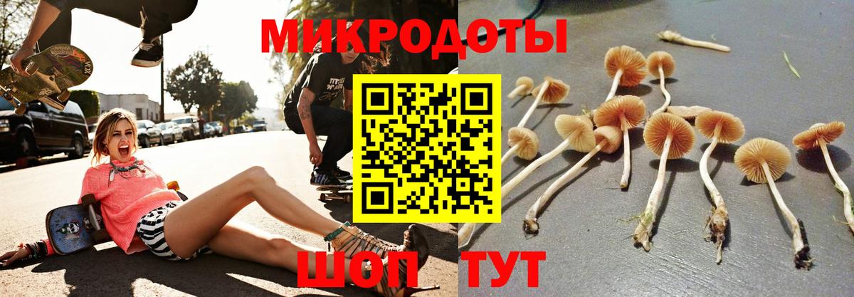 Псилоцибиновые грибы Psilocybine cubensis Сланцы